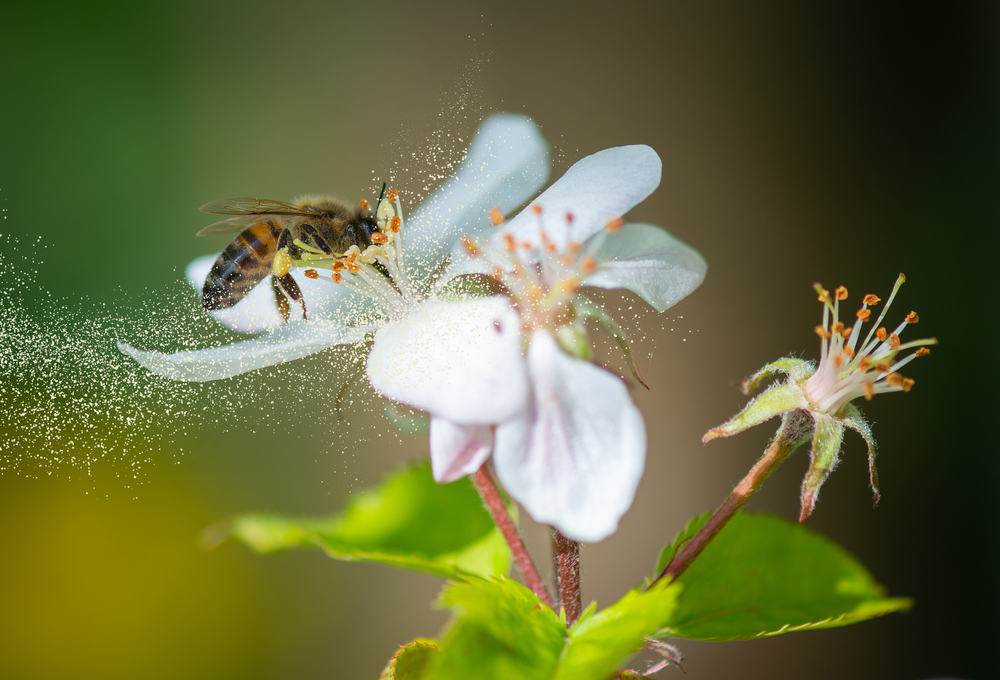 bee collecting pollen from white flower